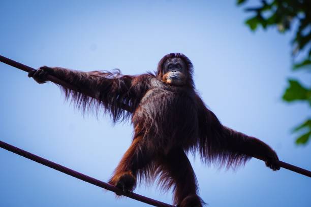 istock orangutan standing on ropes in the air 998824922