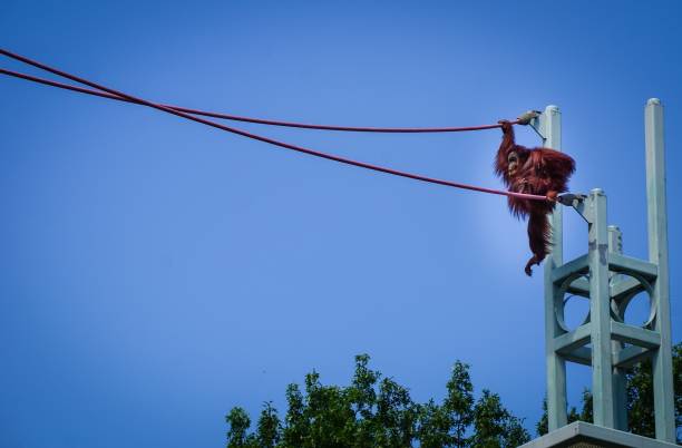 istock orangutan starting to climb 998824938