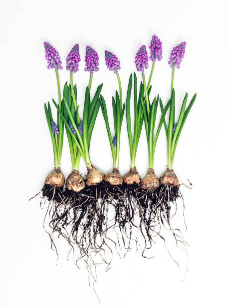 istock Close-Up Of Flowers Against White Background 998828444