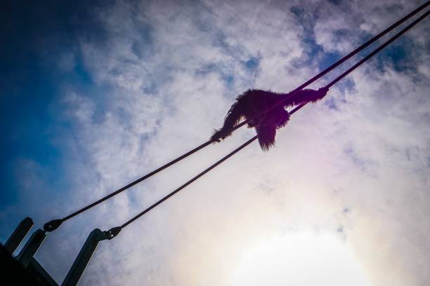 istock silhouette of orangutan climbing in the sun 998828788