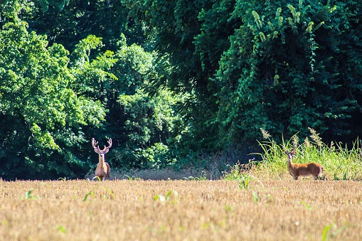 Whitetail deer in field