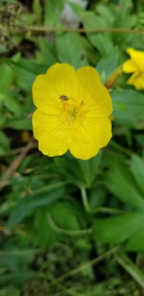istock Summer flowers July 2018 998832088