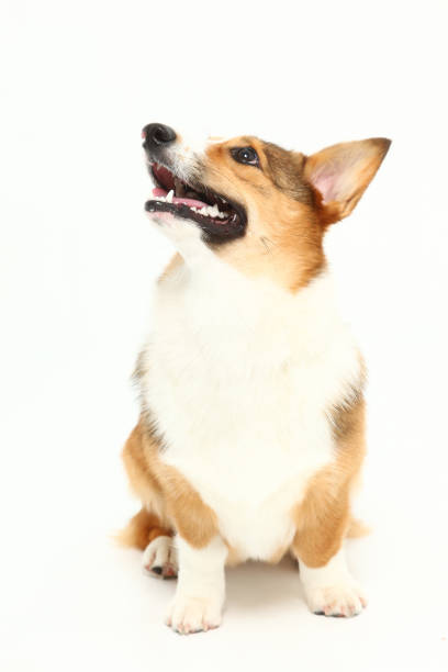 istock Corgi Puppy Looking Up 998832888