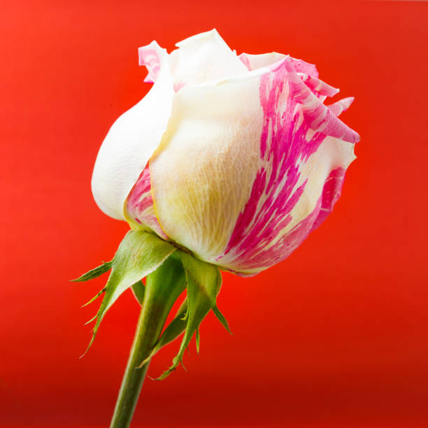 istock A large rosebud with white and pink petals 998833154