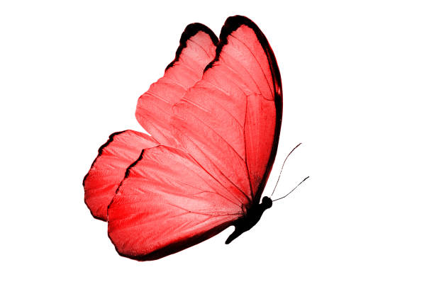 istock Beautiful big butterfly with bright red wings 998833162