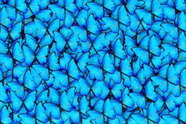 istock Background of blue butterflies of different sizes 998833164
