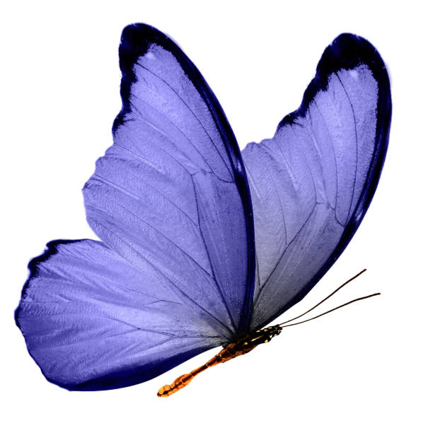 istock Big blue butterfly with big blue wings 998833166
