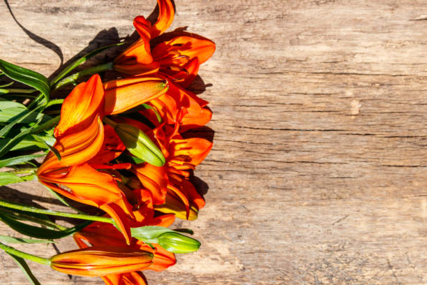 Orange lilies on rustic wooden background Orange lilies on rustic wooden background. Top view, copy space red tiger lily stock pictures, royalty-free photos & images