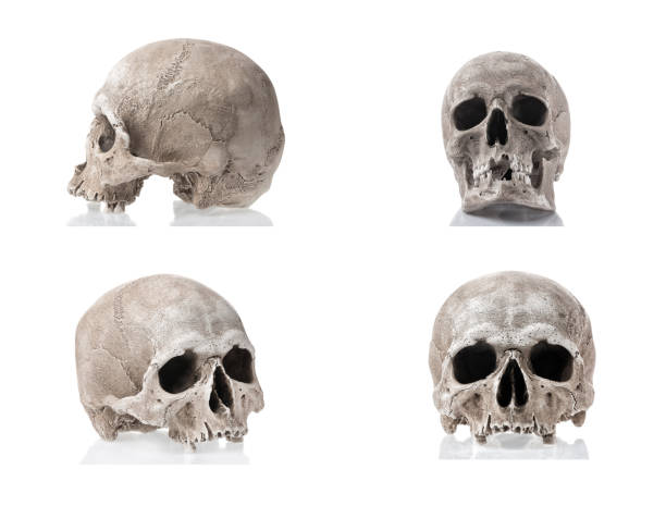 istock Human skulls isolated on white background with reflections. Side and front views collage set. Anatomy and medicine concept. 998835660