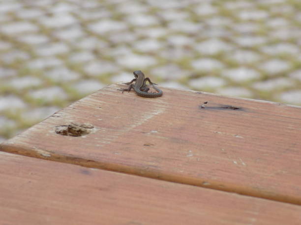 istock Small lizard on a wooden picnic table 998838930
