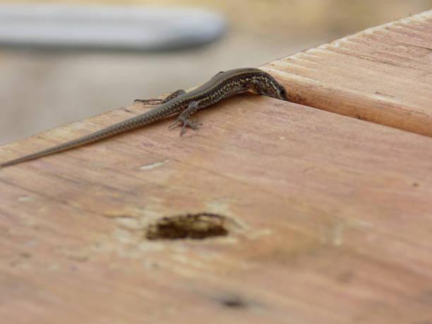 istock Small lizard on a wooden picnic table 998838936