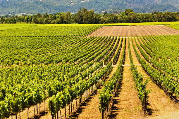 istock Napa Valley California Vineyard and Winery 998844492