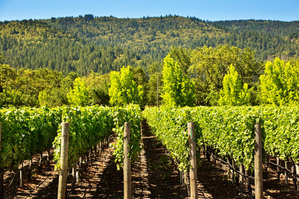 istock Napa Valley California Vineyard and Winery 998844804