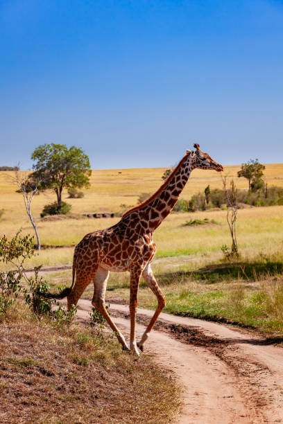 masai mara, kenya - la giraffa masai alta attraversa una pista safari sterrato alla luce del sole del mattino - masai giraffe foto e immagini stock