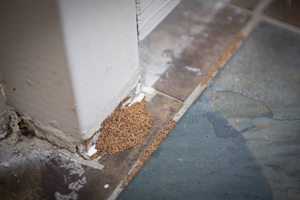 escrementi termiti in una ringiolla esterna - termite foto e immagini stock