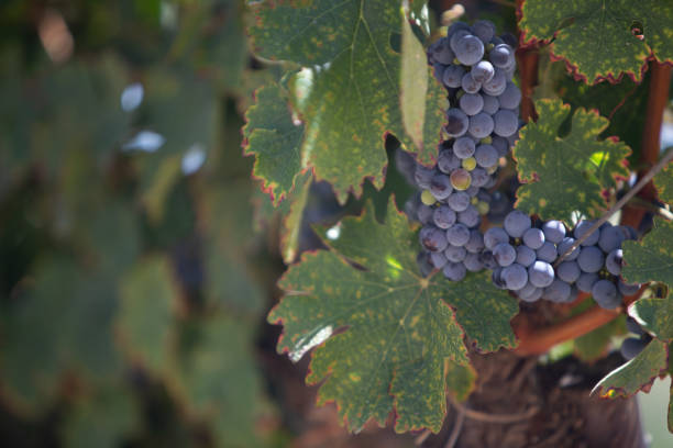 uvas para vino en una vid en la sombra - vine vineyard wine california fotografías e imágenes de stock