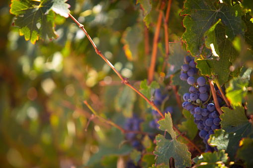 Ripe Grapes on a Vine for Wine