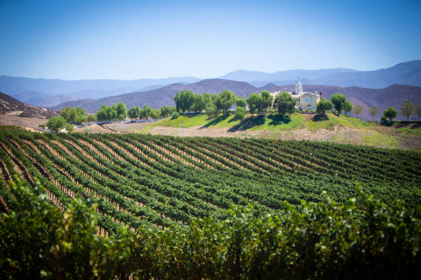 vista wine yard a temecula, california - san luis obispo county california hill valley foto e immagini stock