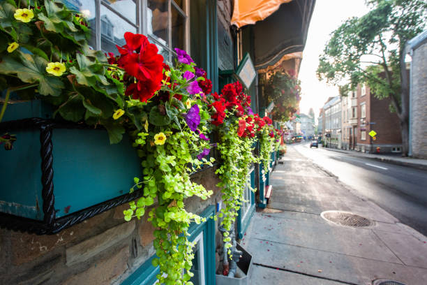 istock Old Quebec City - Flowers 998868572