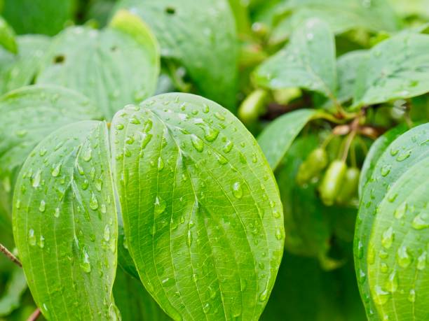 istock Leaves and water droplets 998869480