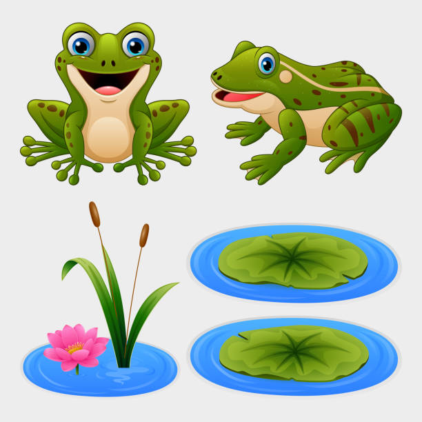 ilustraciones, imágenes clip art, dibujos animados e iconos de stock de juego de la rana de la historieta y lirio de agua - frog lily pond water