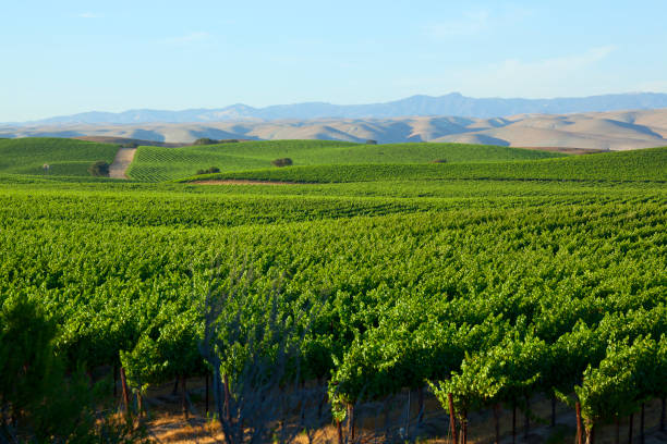 istock Vineyard In California's Central Valley 998881700
