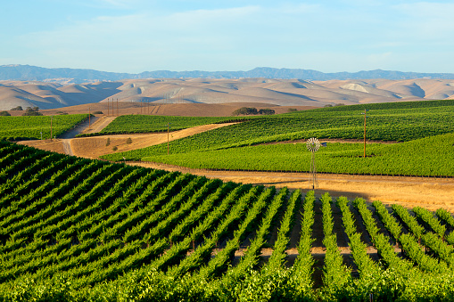 A vineyard hugs the rolling hills in California's Central Valley with the Coast Ranges in the background.