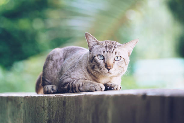 istock Cat on the house wall looking at camera 998885500