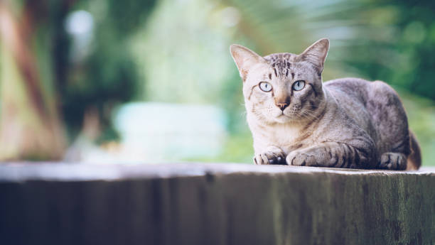 istock Cat on the house wall looking at camera 998885514