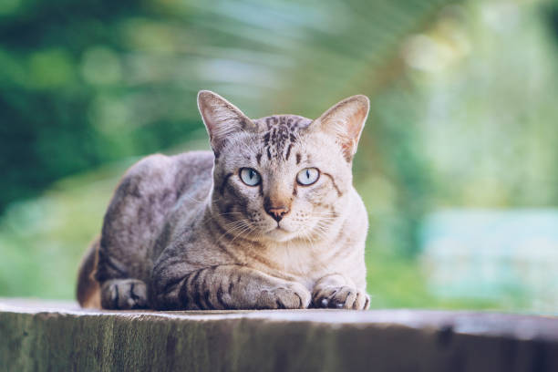 istock Cat on the house wall looking at camera 998885560