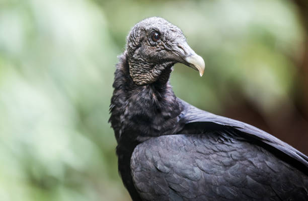 istock Gallinazo C. atratus 998889060