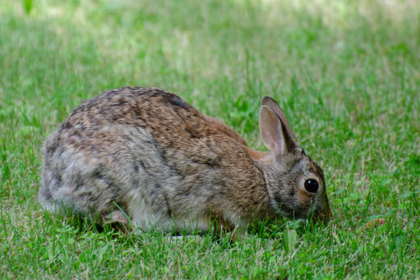 istock Rabbit in the grass looking for food 998889542