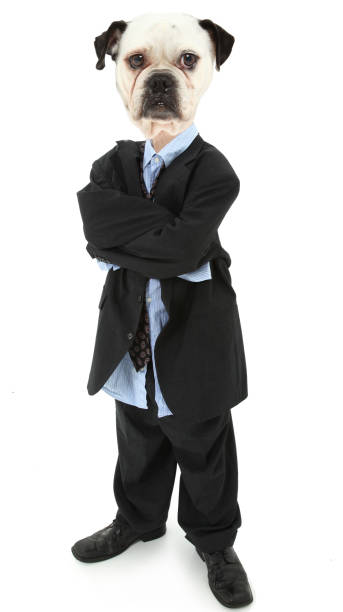istock Bulldog in Business Suit 998892138