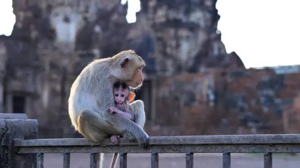 Photo of Monkeys living in Phra prang Sam Yot, Slow motion  An ancient and historical attractions and one of the most important archaeology of Lopburi province thailand.