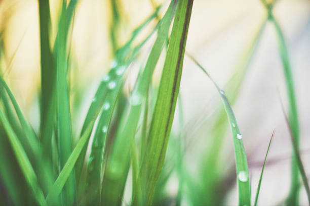 Ornamental grasses with raindrops