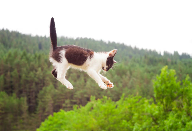 istock cute cat flying and falling in the nature 998916018