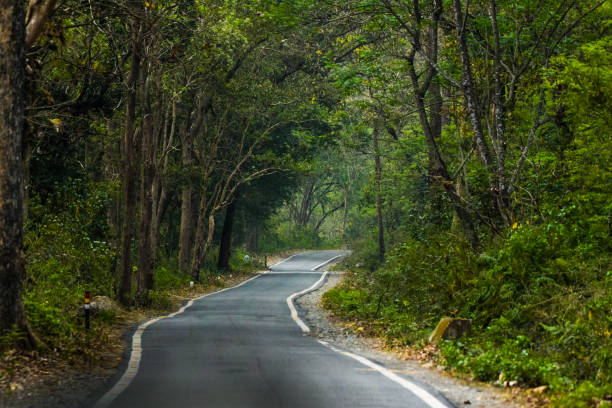 istock Road in the jungle 998919900