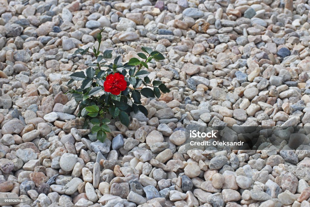 Un Color Rojo Oscuro Pequeño Rosa Flores Sobre Las Piedras Un Guijarro Pulido Decoración De Jardines Y Parterres Paisajismo Diseño De Parques Y Villas Paisajes Del Territorio De Las Ciudades Ecología De Un Color Rojo Oscuro Pequeño Rosa Flores Sobre Las Piedras Un Guijarro Pulido Decoración De Jardines Y Parterres Paisajismo Diseño De Parques Y Villas Paisajes Del Territorio De Las Ciudades Ecología De