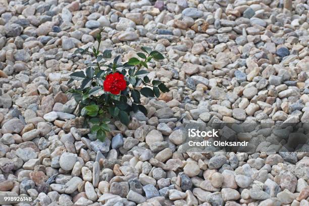 Un Color Rojo Oscuro Pequeño Rosa Flores Sobre Las Piedras Un Guijarro  Pulido Decoración De Jardines