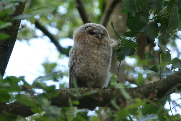 istock A baby Tawny Owl 998930418