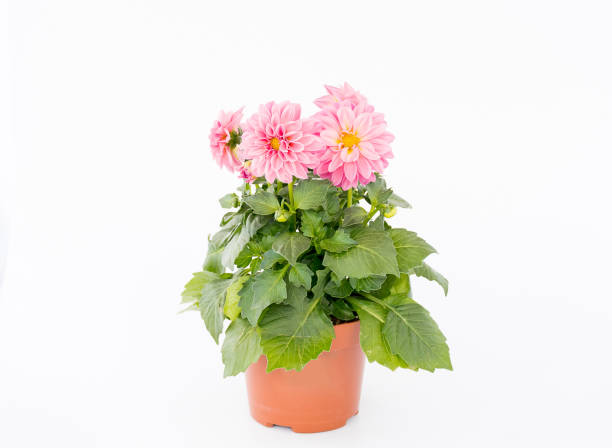 istock Beautiful blossom pink dahlia flower 998933890