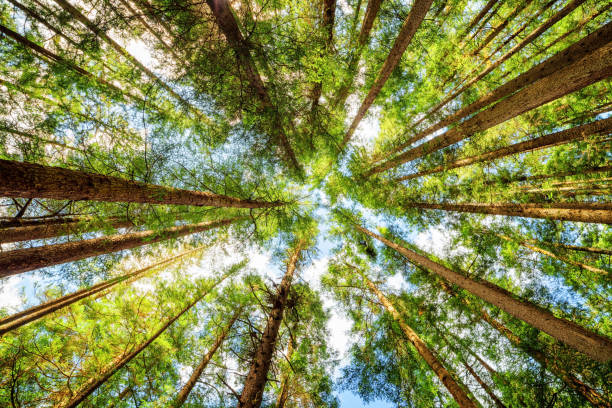 istock Bottom view of tall trees in evergreen primeval forest 998939640