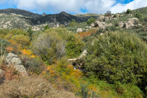 istock Willow forest in the Callejas stream 998944198