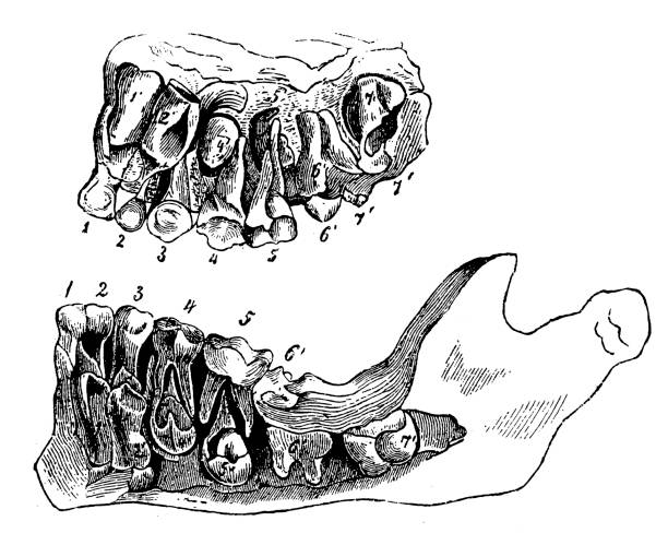 150개 이상의 Human Mouth Diagram Cross Section Human Teeth 스톡 일러스트, Royalty ...