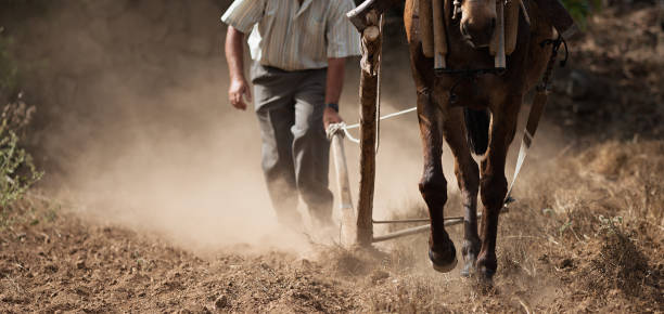 campo contadino e allevatore di aratura a cavallo - aratro foto e immagini stock