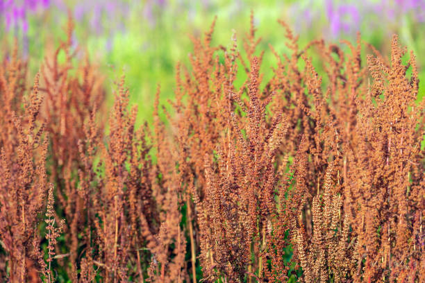 Closeup of many brown flowering Sorrel or Rumex acetosa plants. The plants grow in a Dutch nature reserve. Out of focus in the background is flowering Purple Loosestrife or Lythrum salicaria visible.