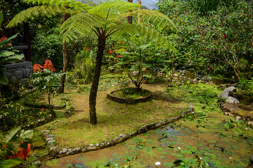 Bali, Indonesia - Tropical botanical garden on a tropical island