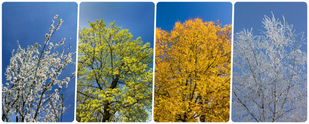 Four season collage from vertical banners with trees and blue sky Four season collage from vertical banners with trees and blue sky. All used photos belong to me. birch gold group review rankings stock pictures, royalty-free photos & images