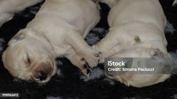 Golden Retriever Cuccioli - Fotografie stock e altre immagini di Affettuoso - Affettuoso, Amicizia, Animale