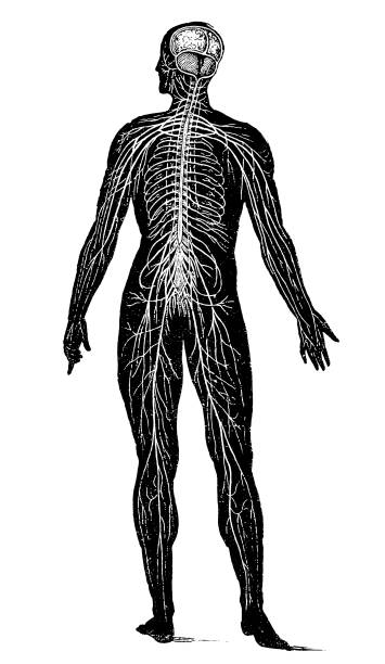 신경계 - pencil drawing drawing anatomy human bone stock illustrations